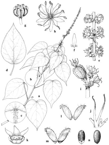 Taxonomy 01 00029 g0a17