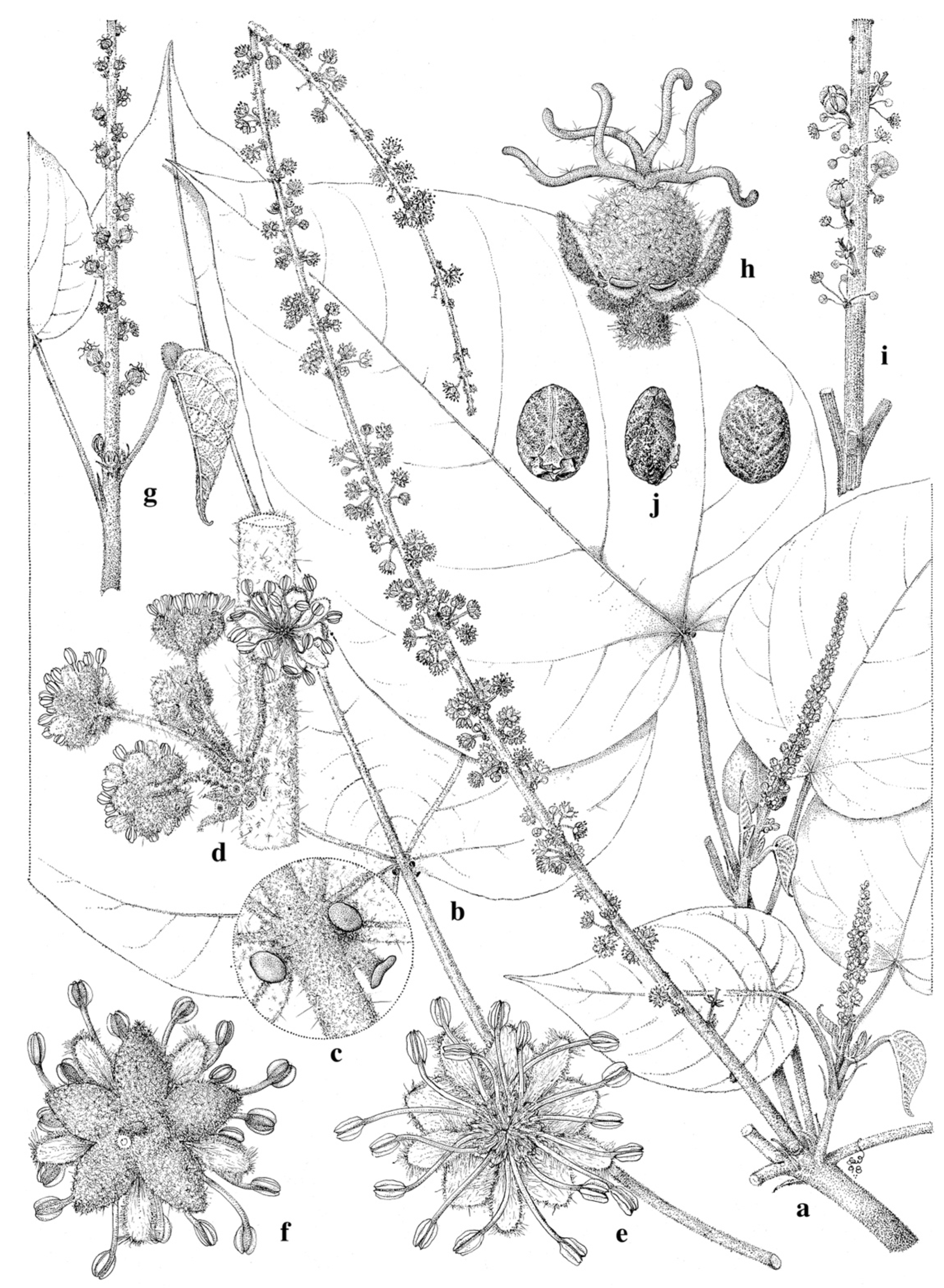 Taxonomy 01 00029 g0a18 Taxonomy 01 00029 g0a18