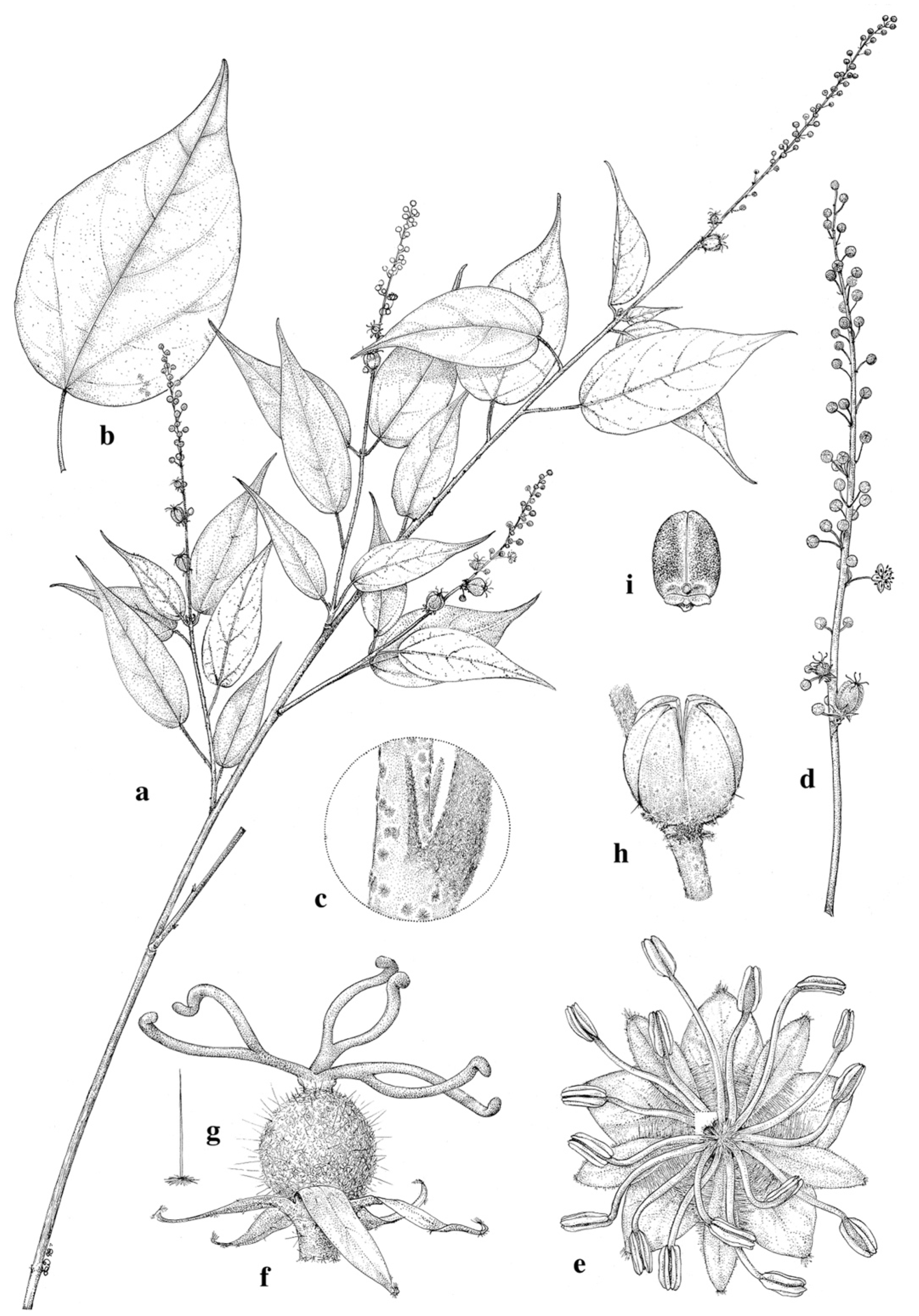 Taxonomy 01 00029 g0a19 Taxonomy 01 00029 g0a19