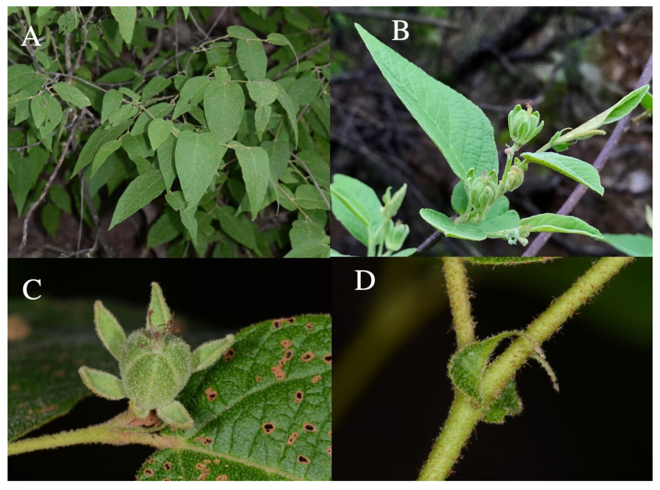 Taxonomy 01 00029 g0a2 Taxonomy 01 00029 g0a2