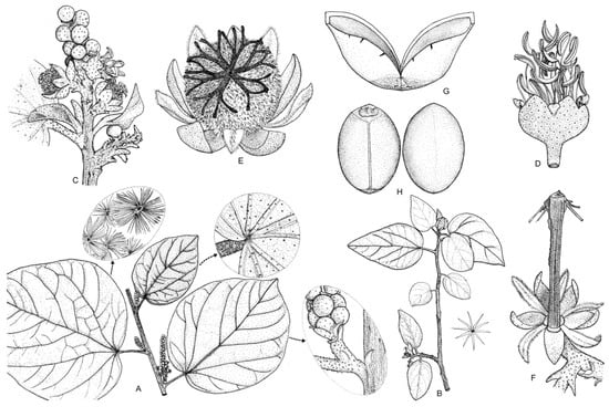 Taxonomy 01 00029 g0a20