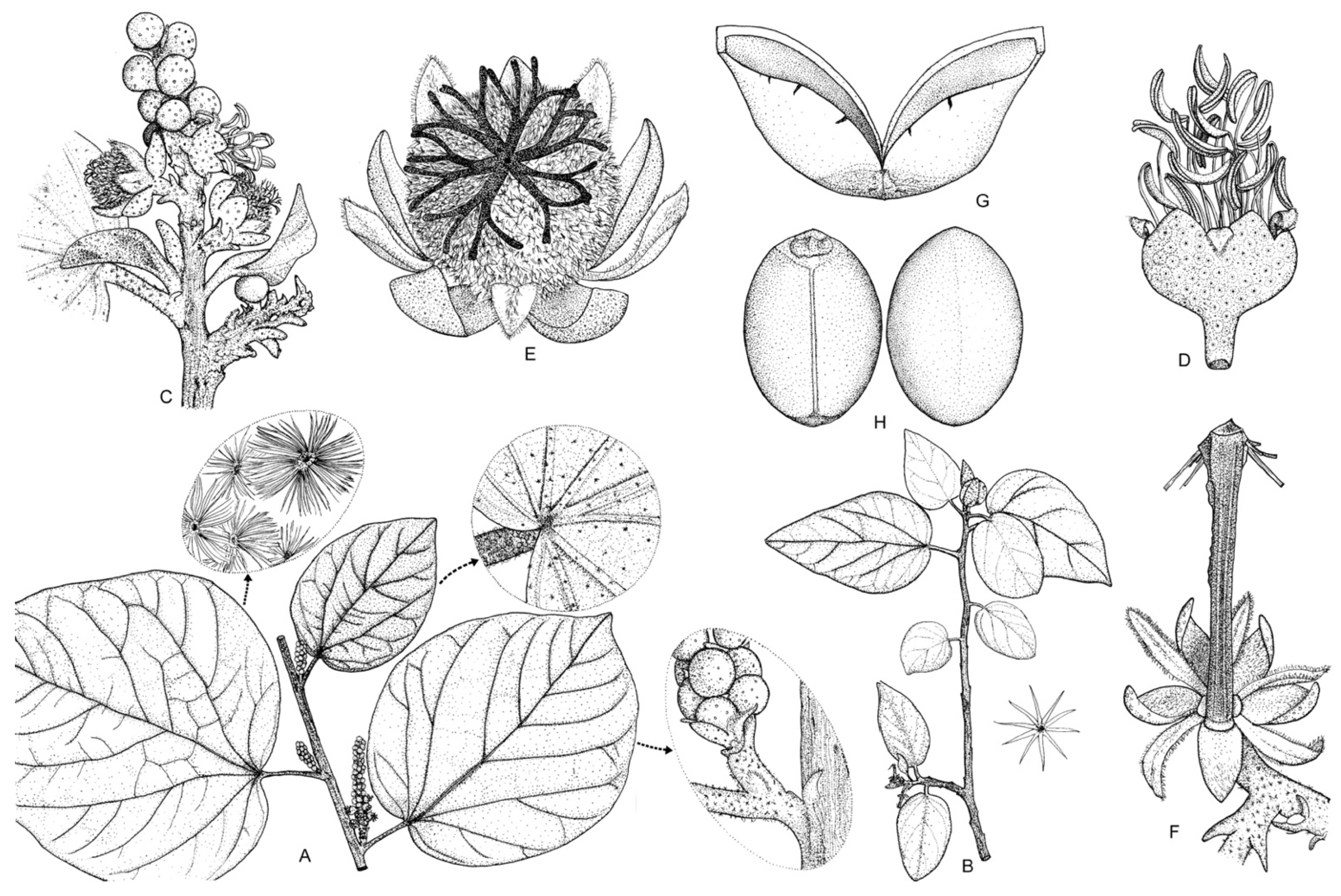 Taxonomy 01 00029 g0a20 Taxonomy 01 00029 g0a20