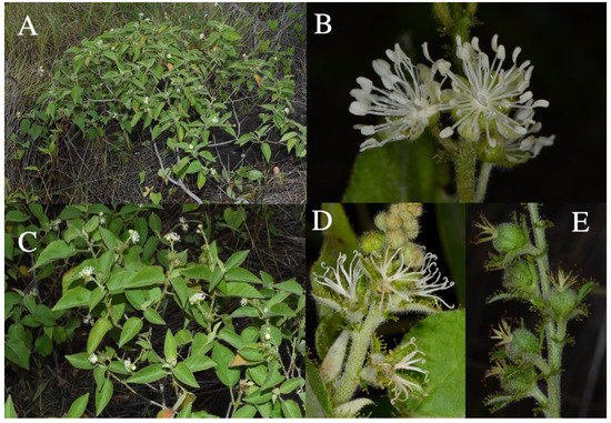 Taxonomy 01 00029 g0a3