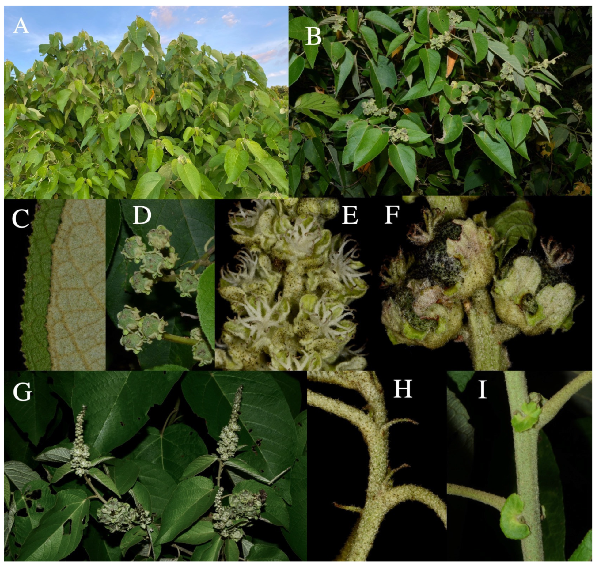 Taxonomy 01 00029 g0a4 Taxonomy 01 00029 g0a4