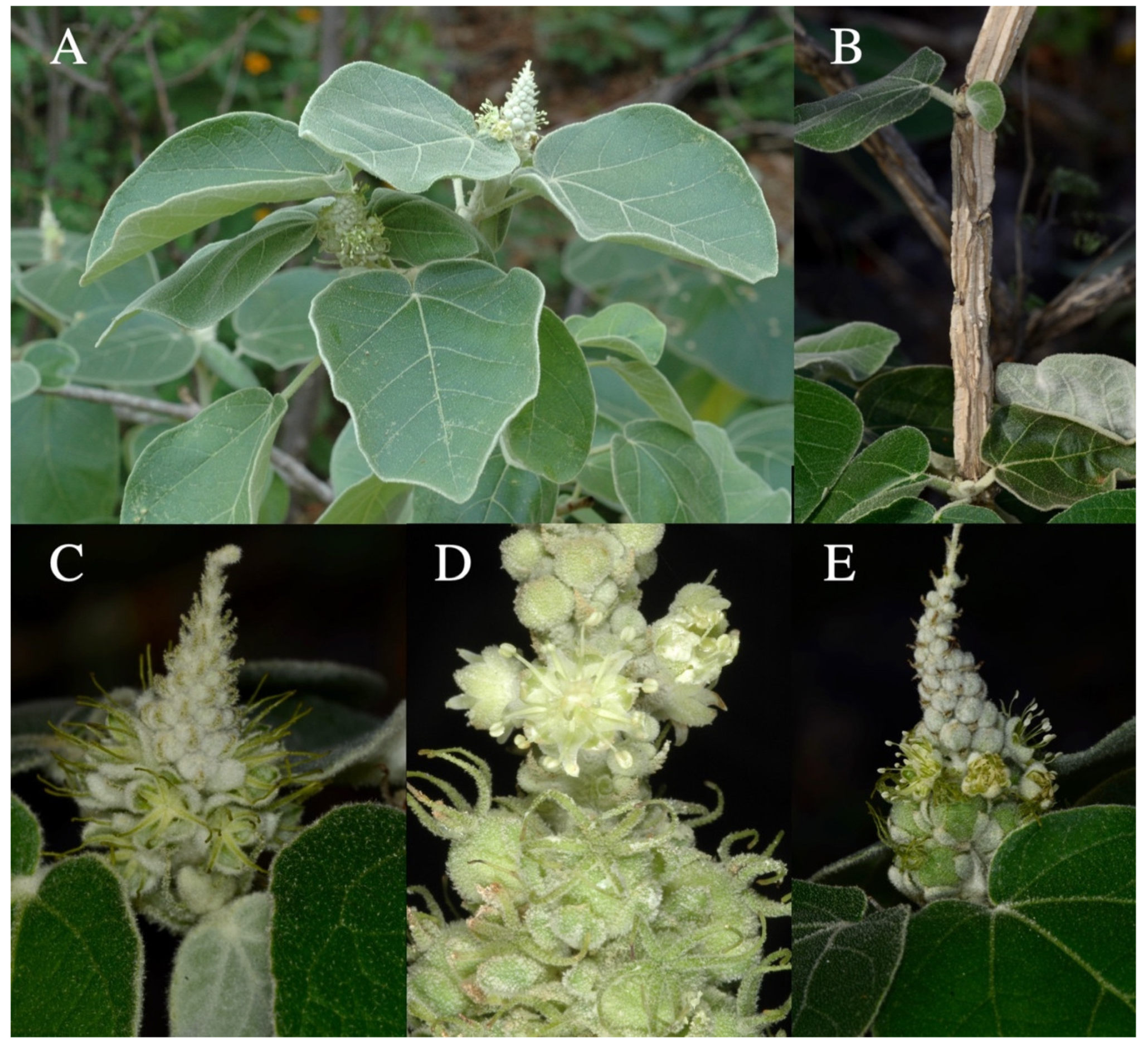 Taxonomy 01 00029 g0a5 Taxonomy 01 00029 g0a5