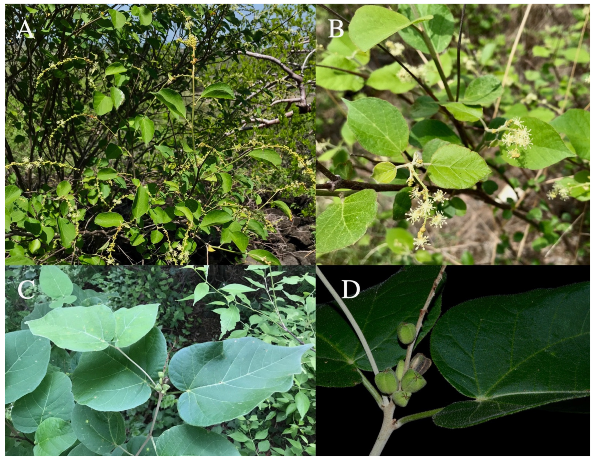 Taxonomy 01 00029 g0a7 Taxonomy 01 00029 g0a7