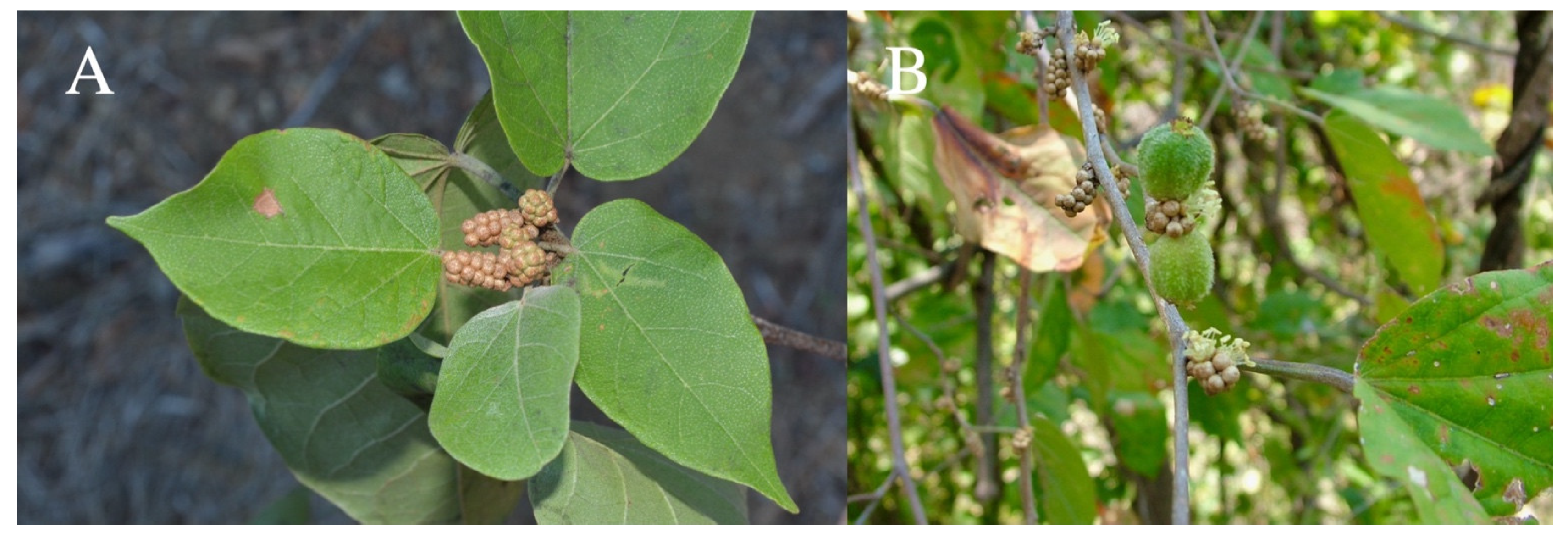 Taxonomy 01 00029 g0a8 Taxonomy 01 00029 g0a8