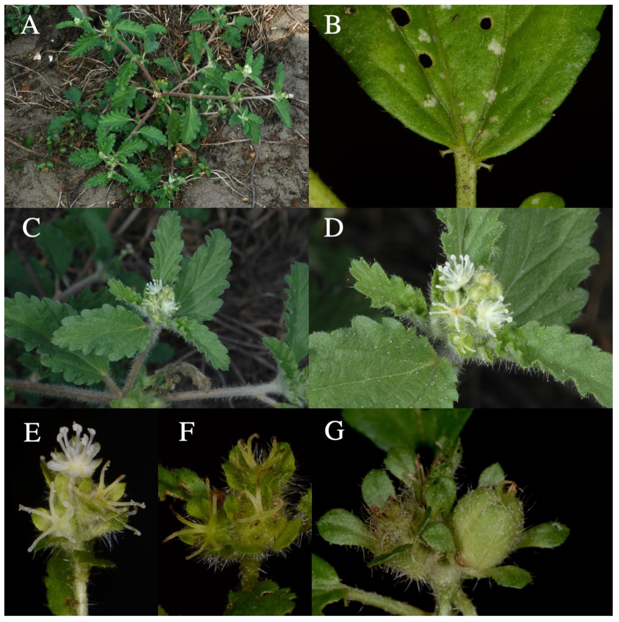 Taxonomy 01 00029 g0a9 Taxonomy 01 00029 g0a9