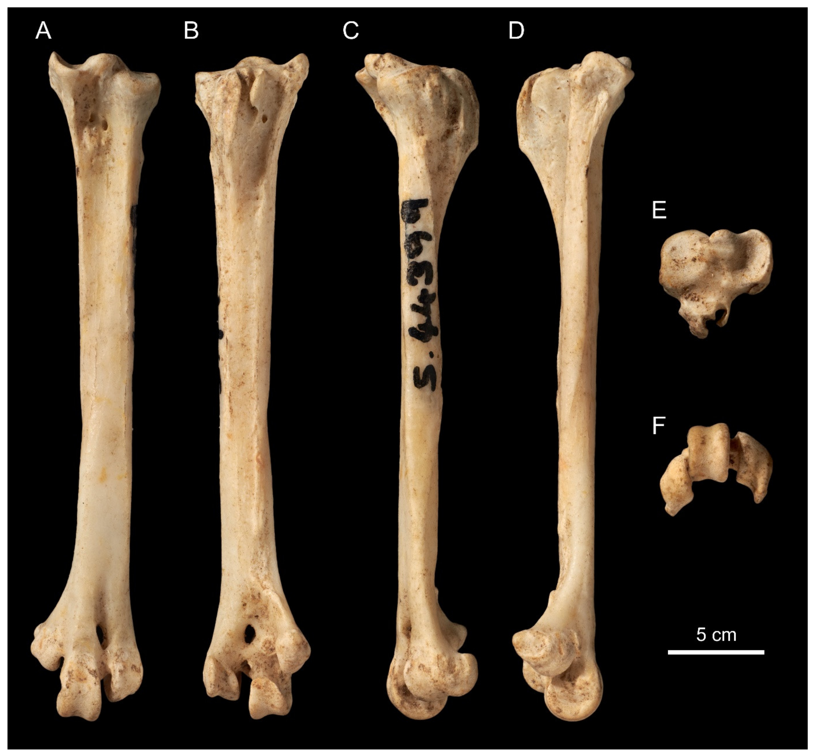 Taxonomy 01 00032 g001
