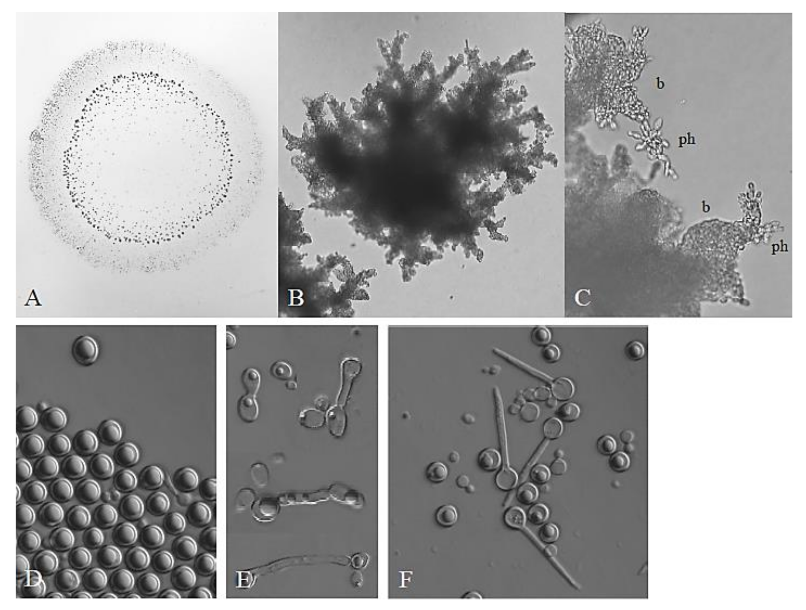 Taxonomy 02 00009 g001