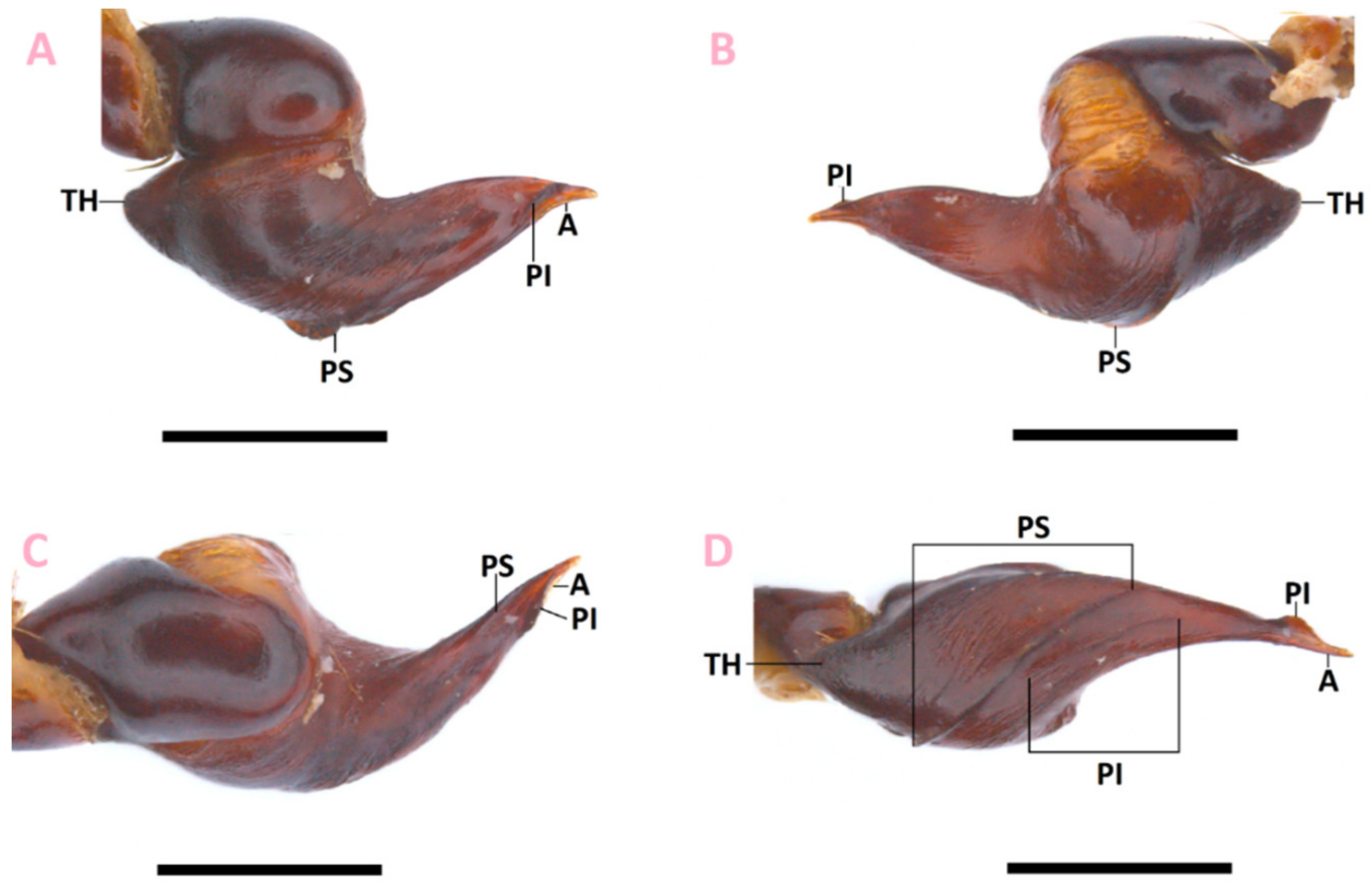 Taxonomy 02 00020 g001