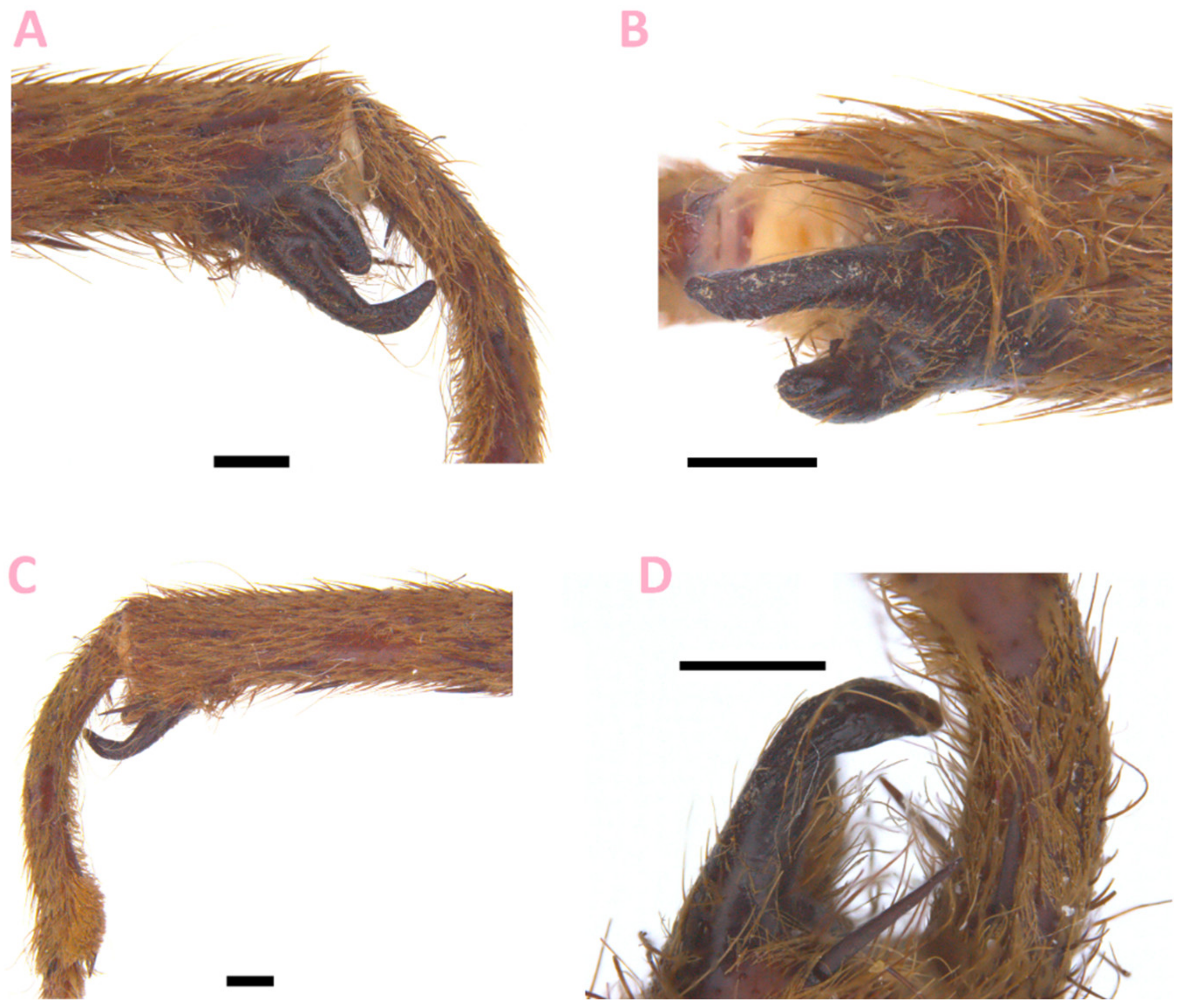 Taxonomy 02 00020 g002