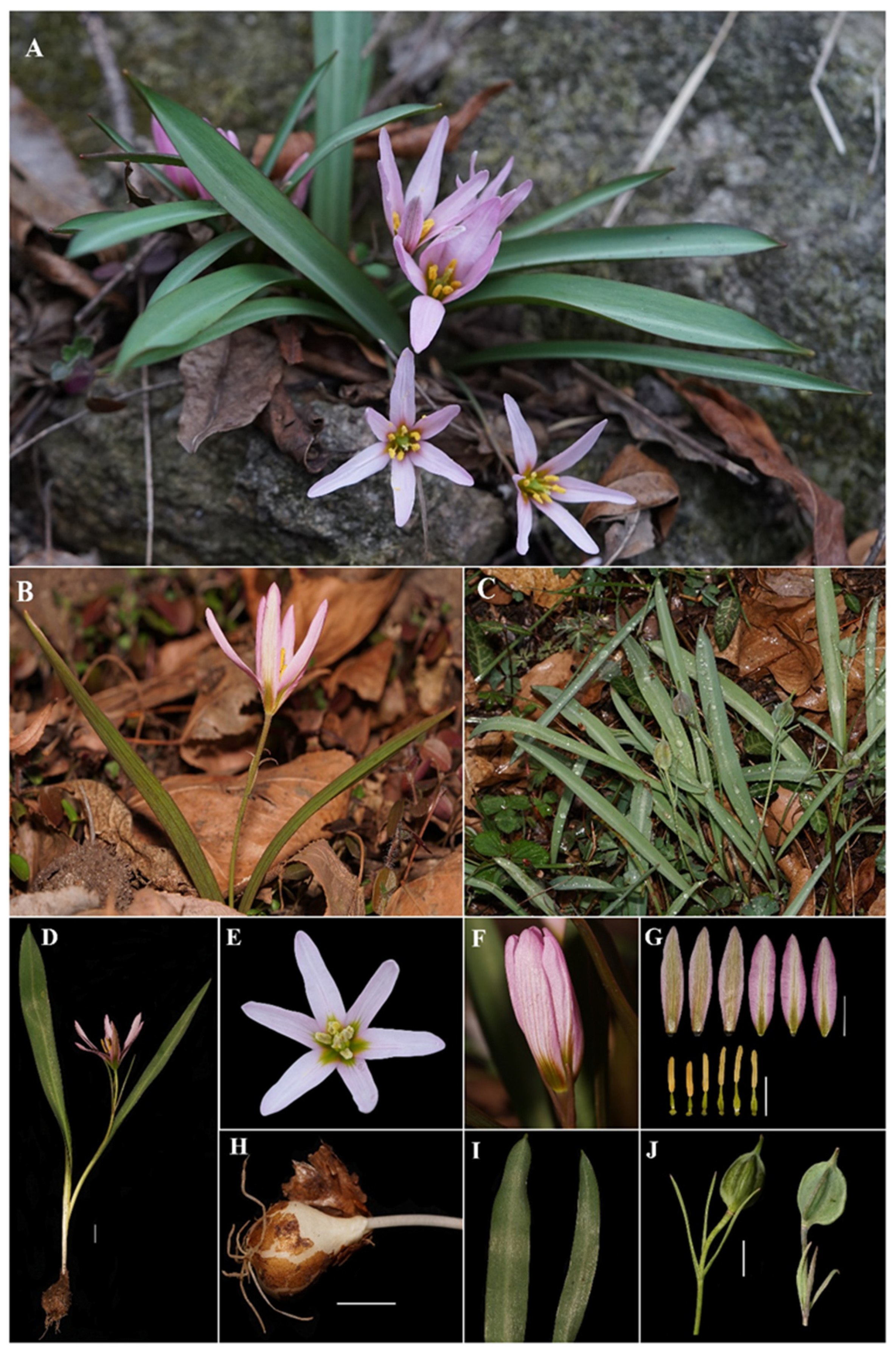 Taxonomy 02 00022 g002