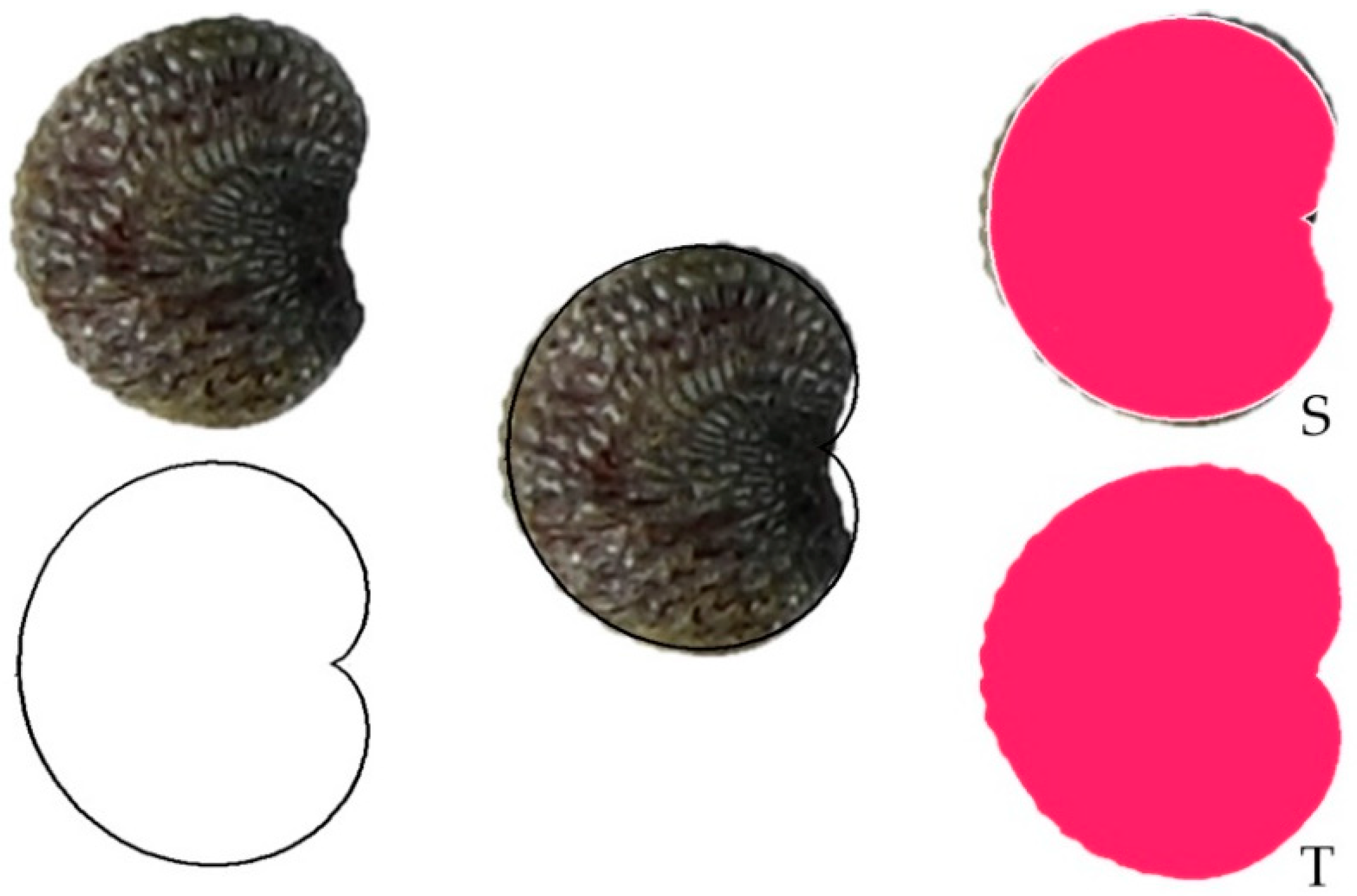 Taxonomy 02 00024 g001