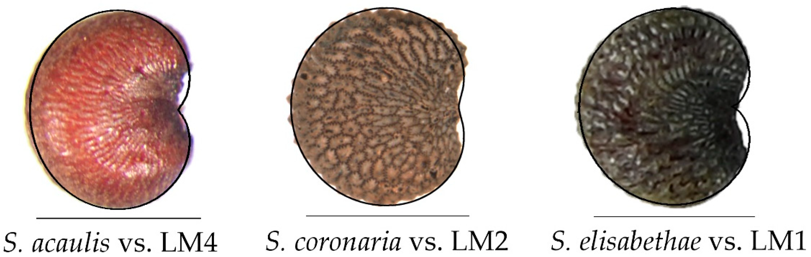 Taxonomy 02 00024 g009