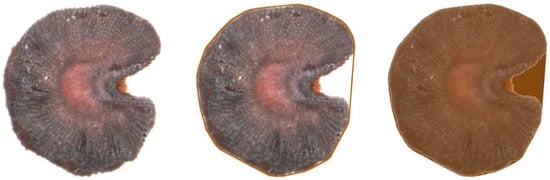 Taxonomy 02 00024 g0a1