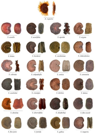 Taxonomy 02 00024 g0a2a