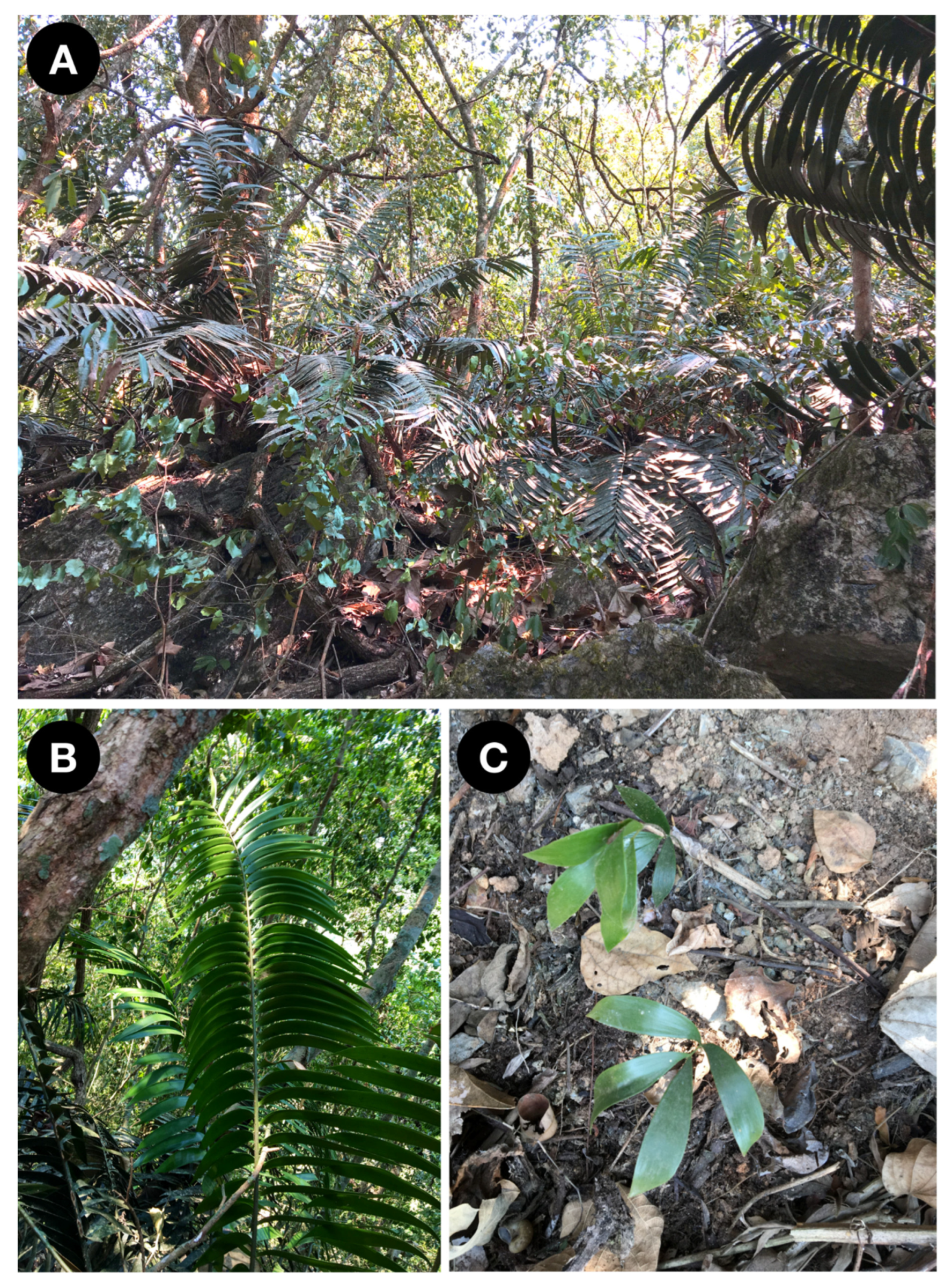Taxonomy 02 00025 g004