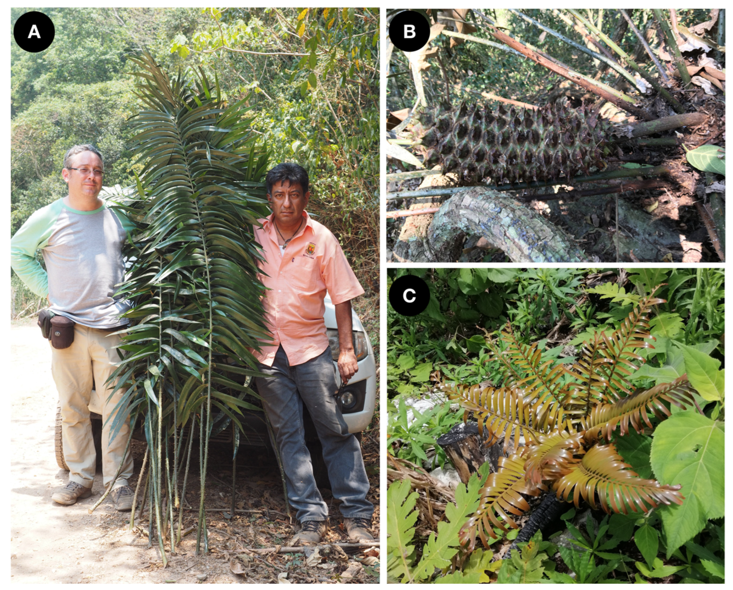 Taxonomy 02 00025 g005