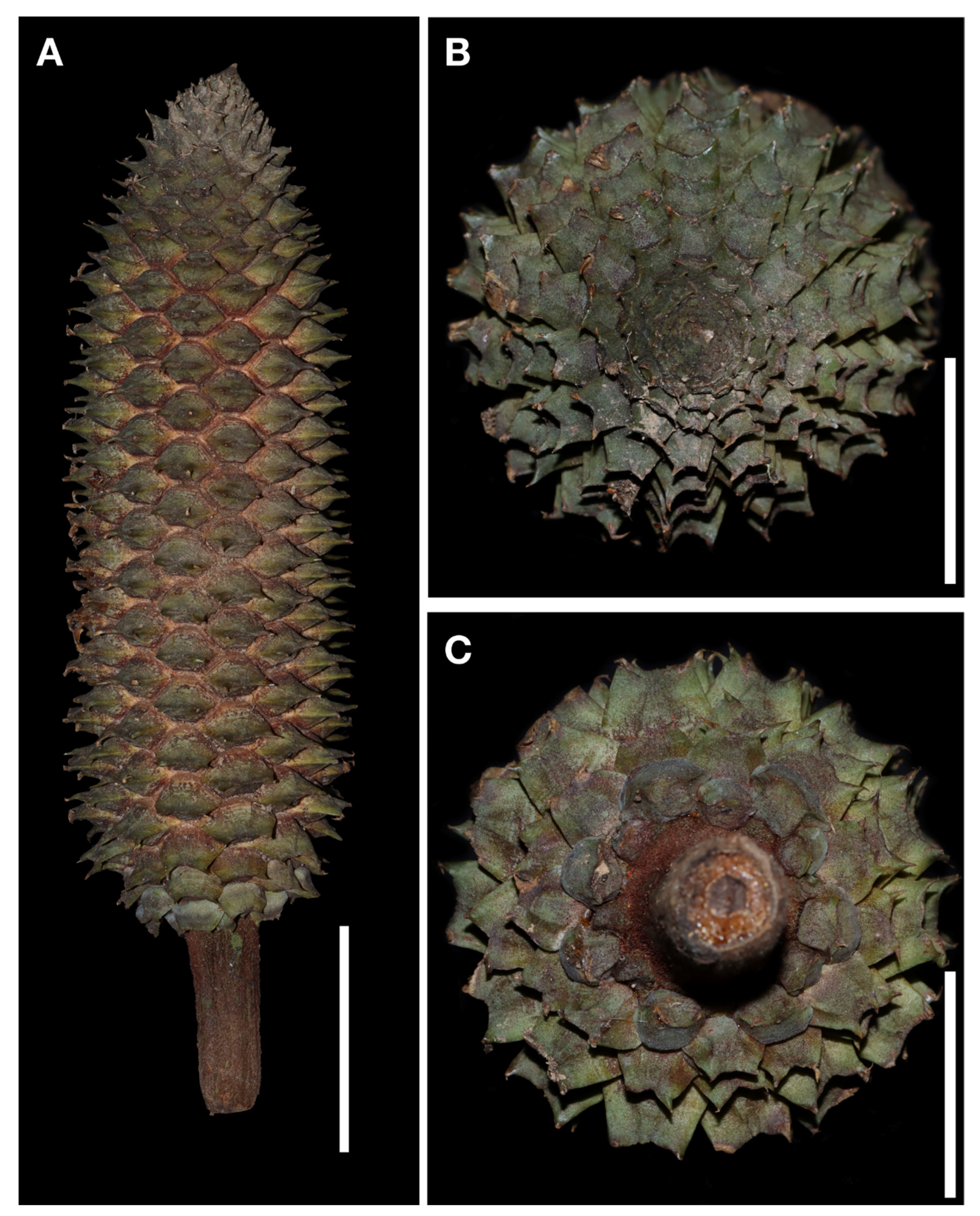 Taxonomy 02 00025 g006