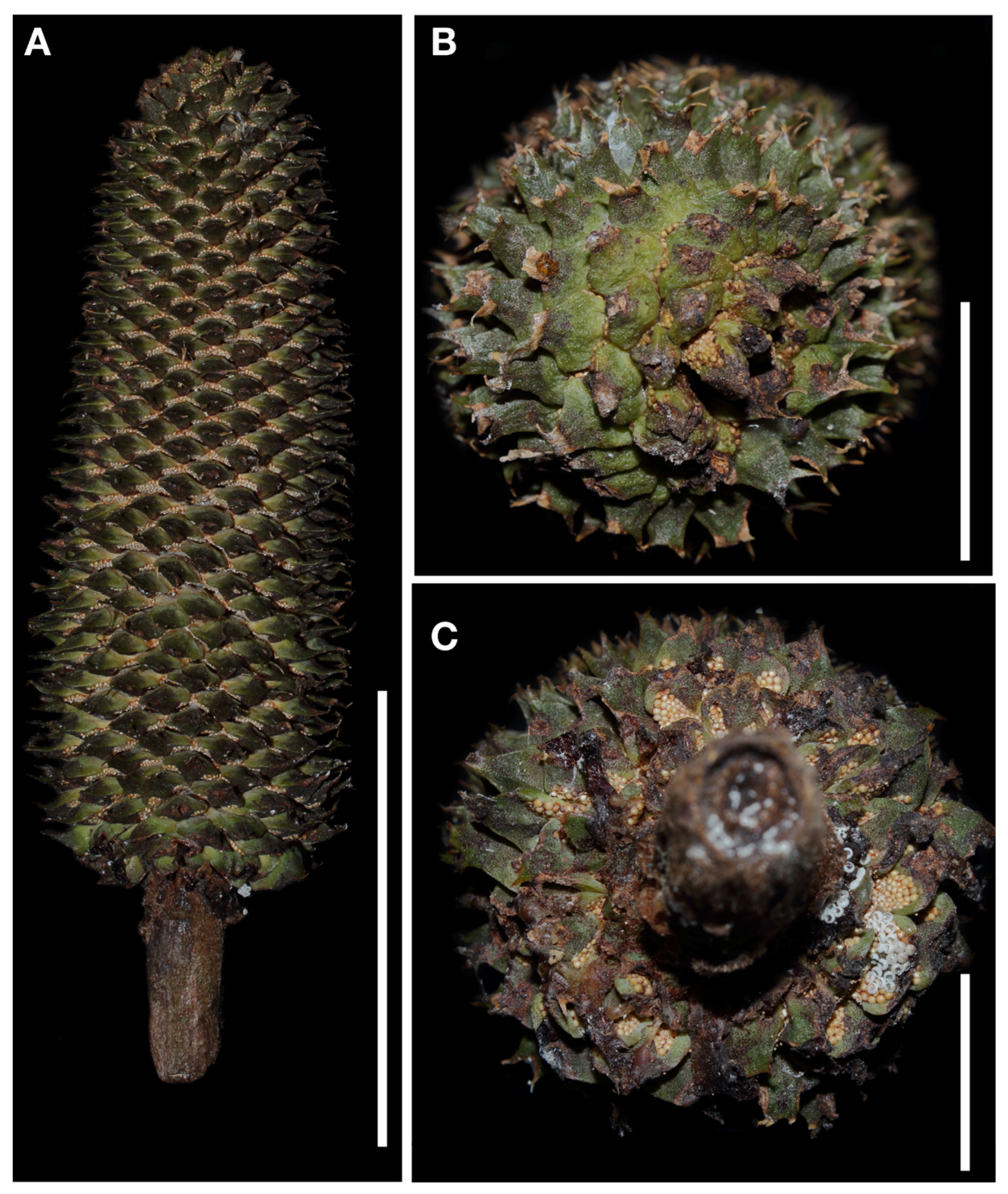 Taxonomy 02 00025 g007