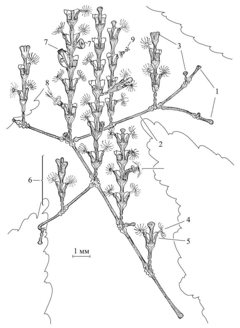 Taxonomy 02 00027 g001