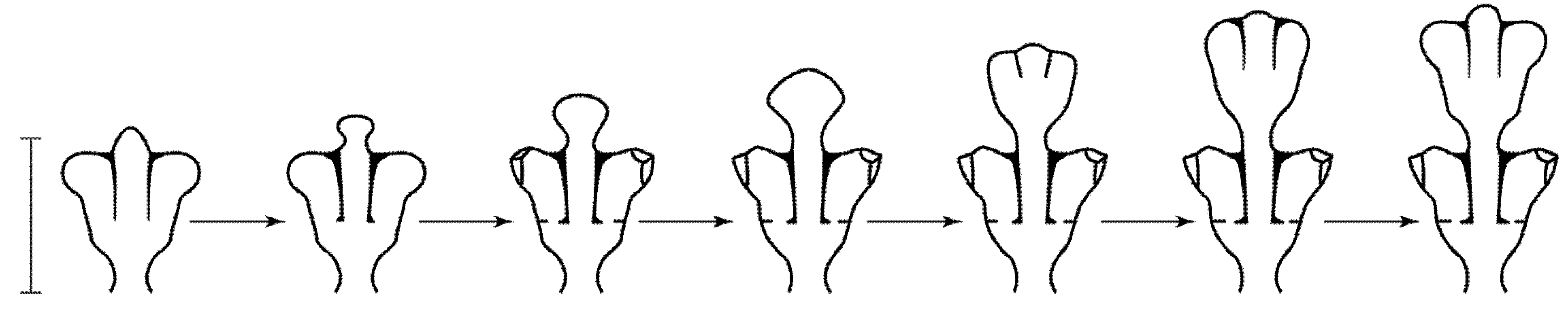 Taxonomy 02 00027 g002