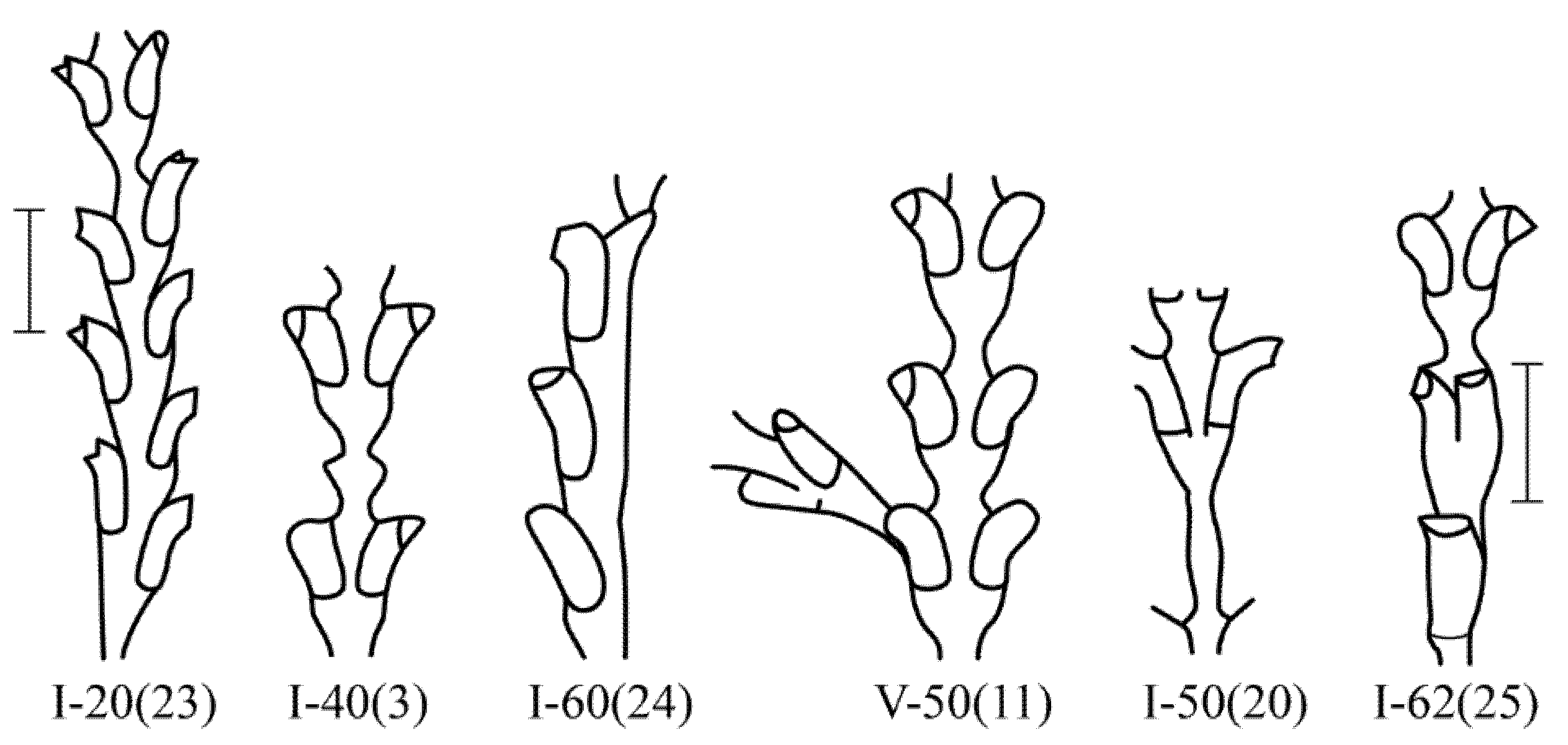 Taxonomy 02 00027 g003