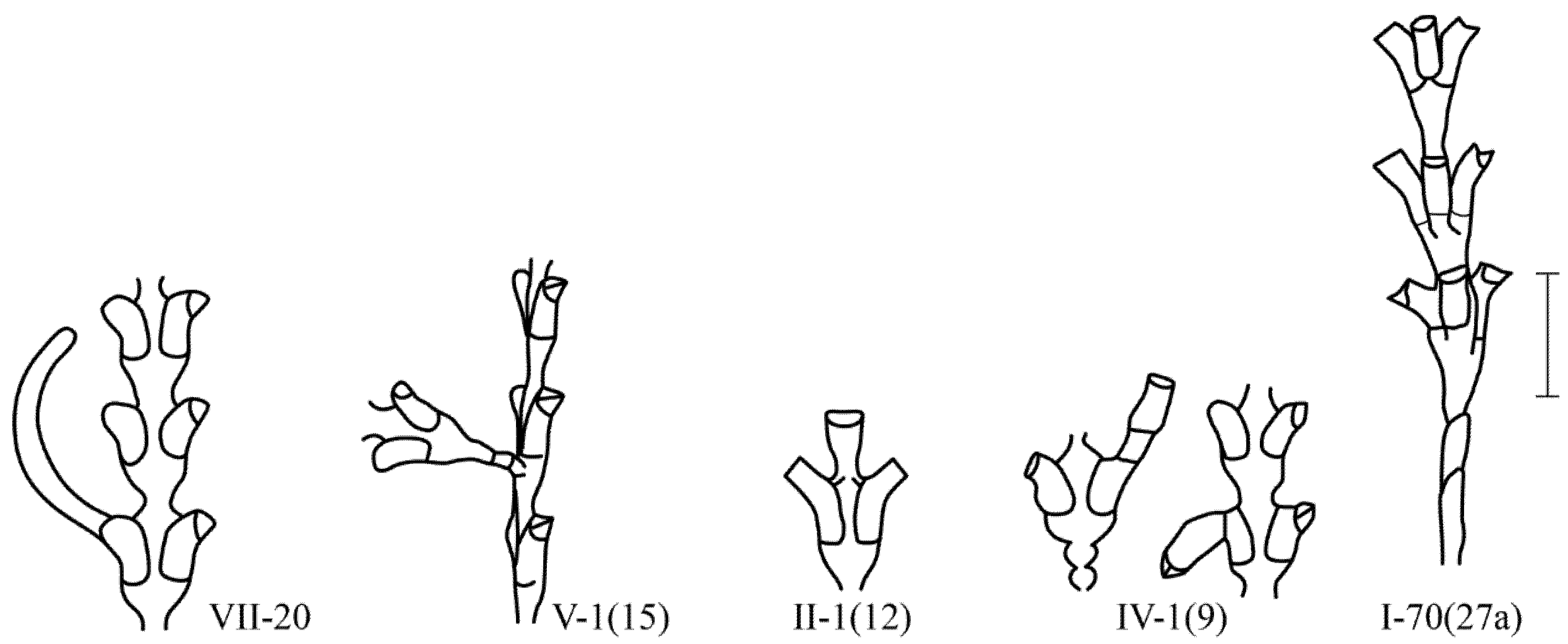 Taxonomy 02 00027 g004