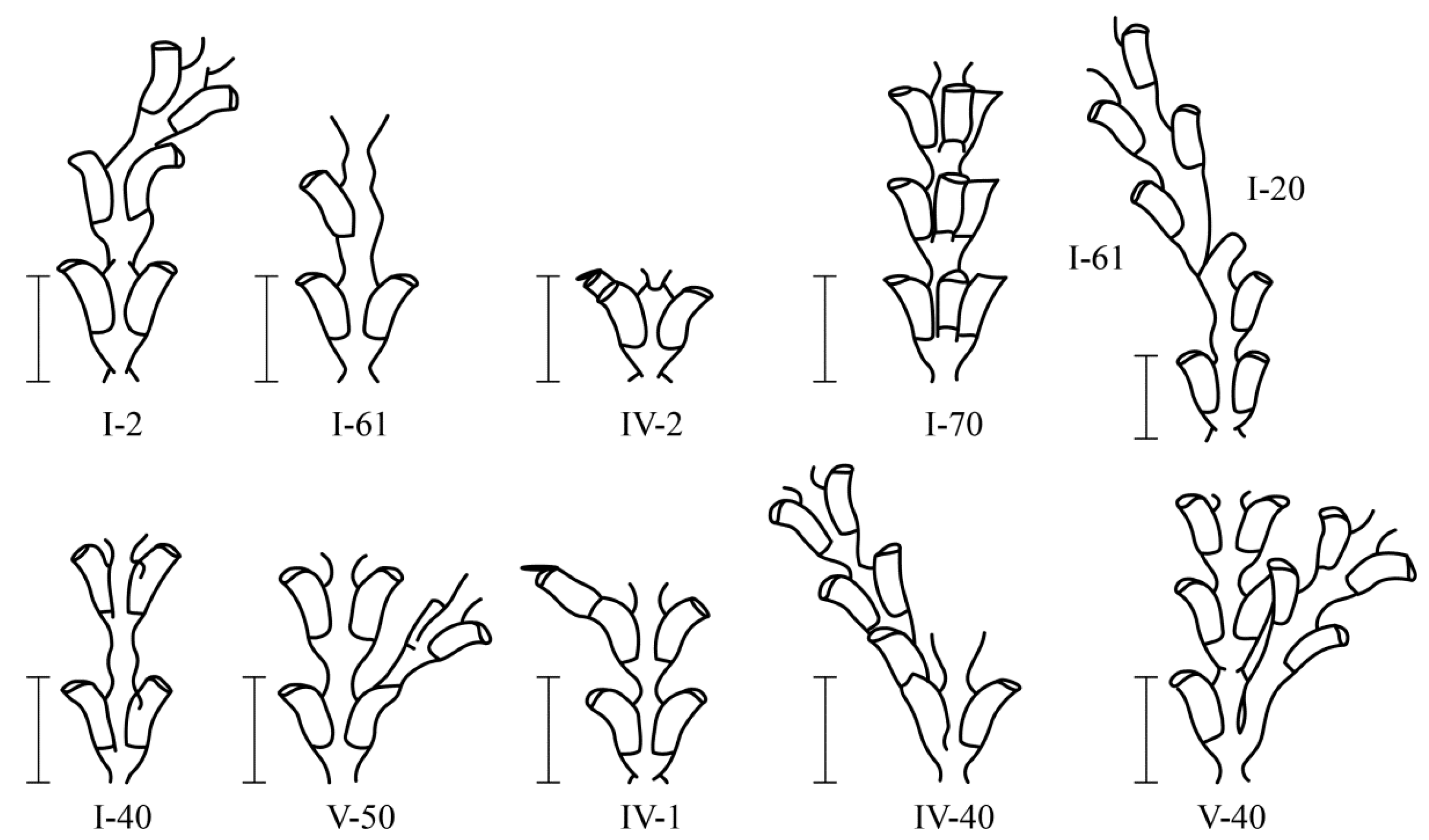Taxonomy 02 00027 g006