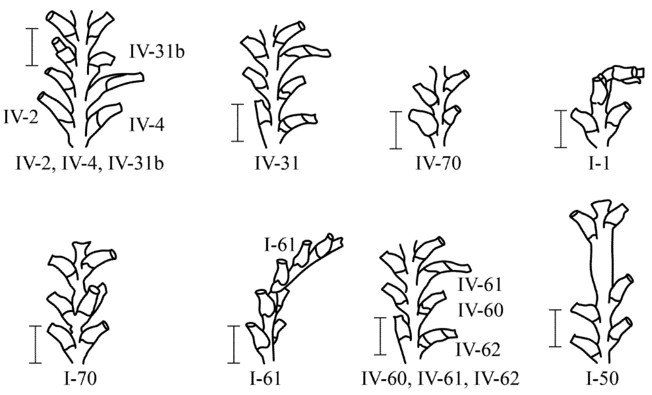 Taxonomy 02 00027 g008