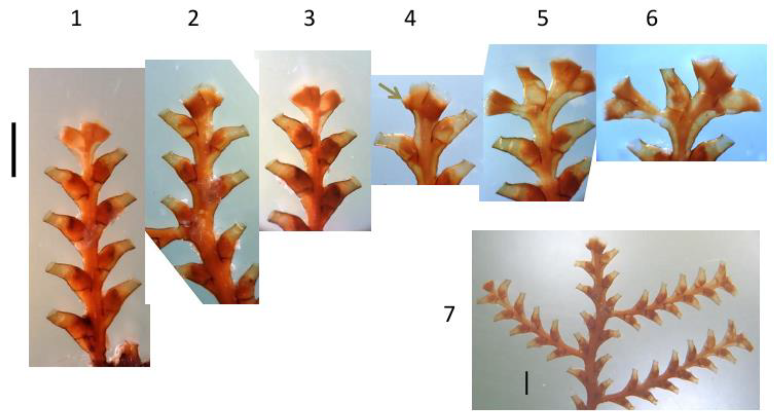 Taxonomy 02 00027 g010