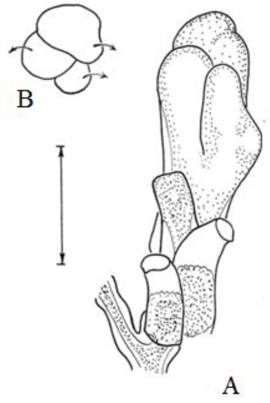 Taxonomy 02 00027 g011