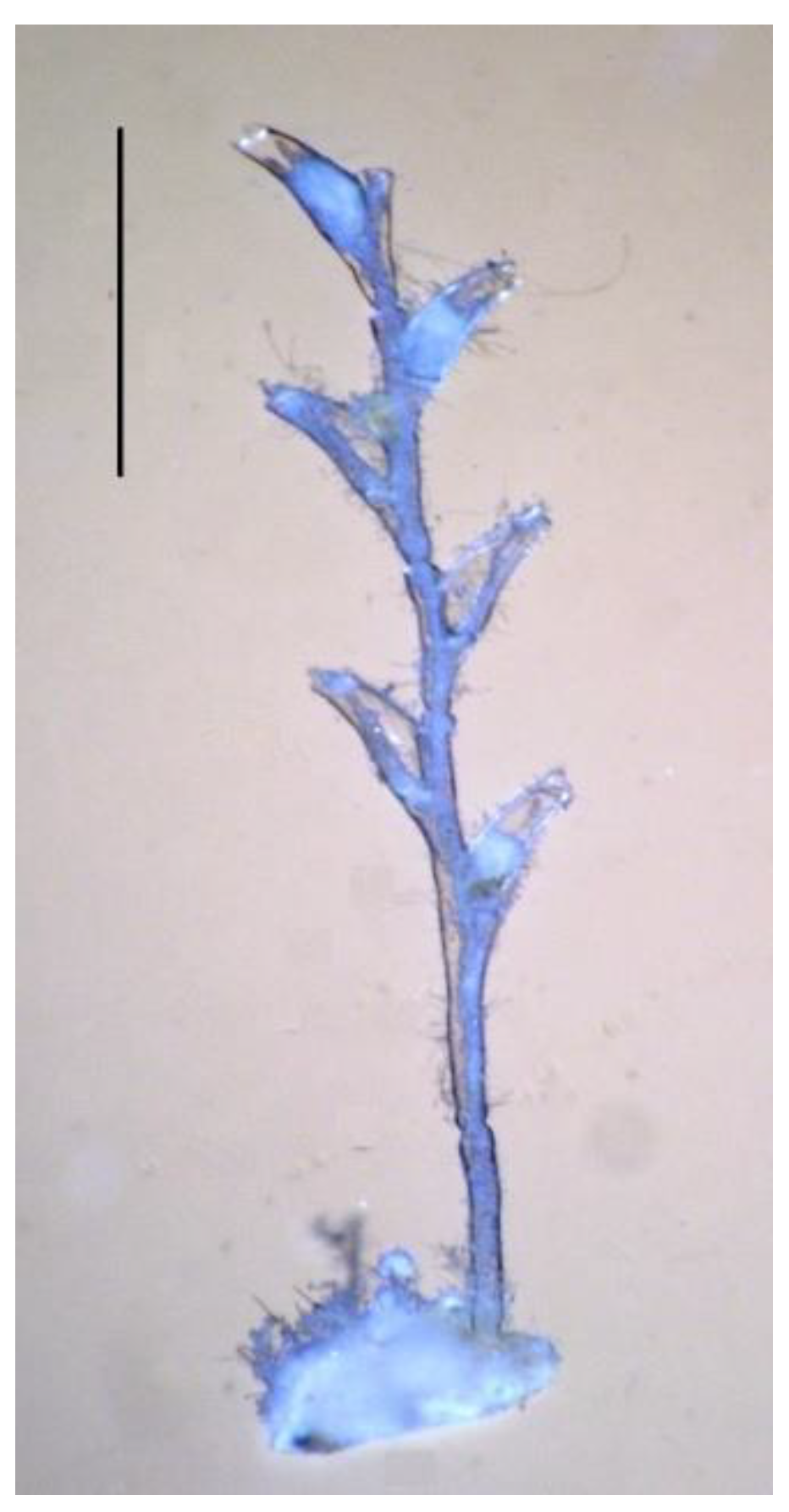 Taxonomy 02 00027 g012