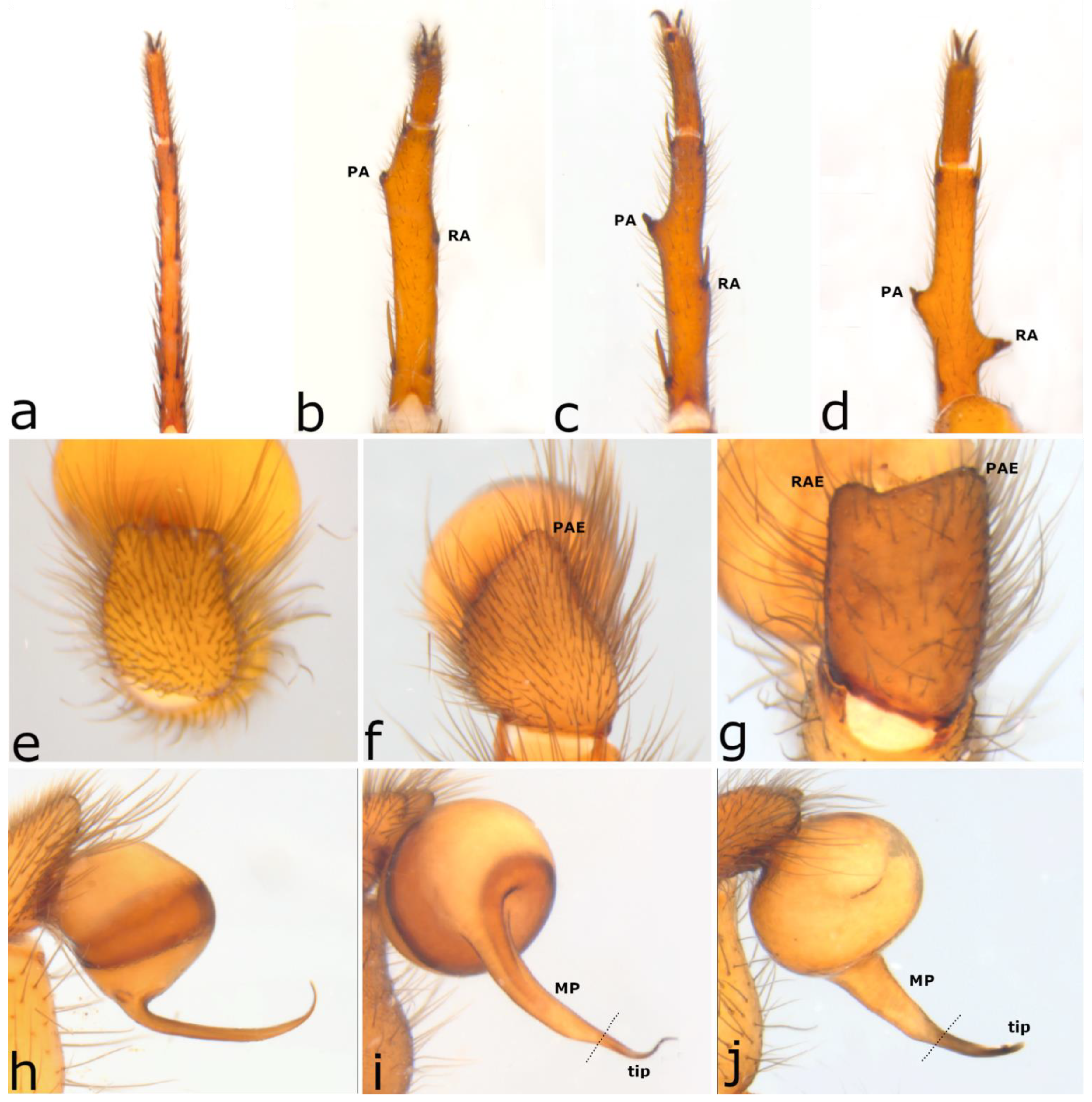 Taxonomy 02 00028 g003