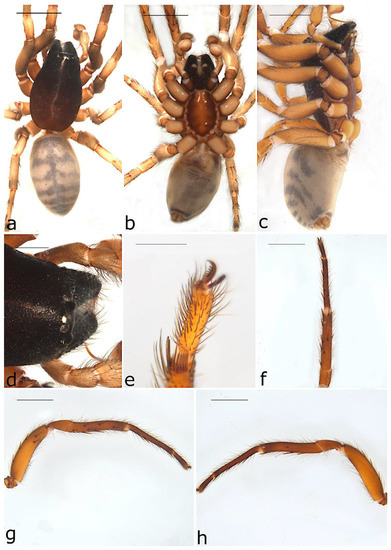 Taxonomy 02 00028 g004