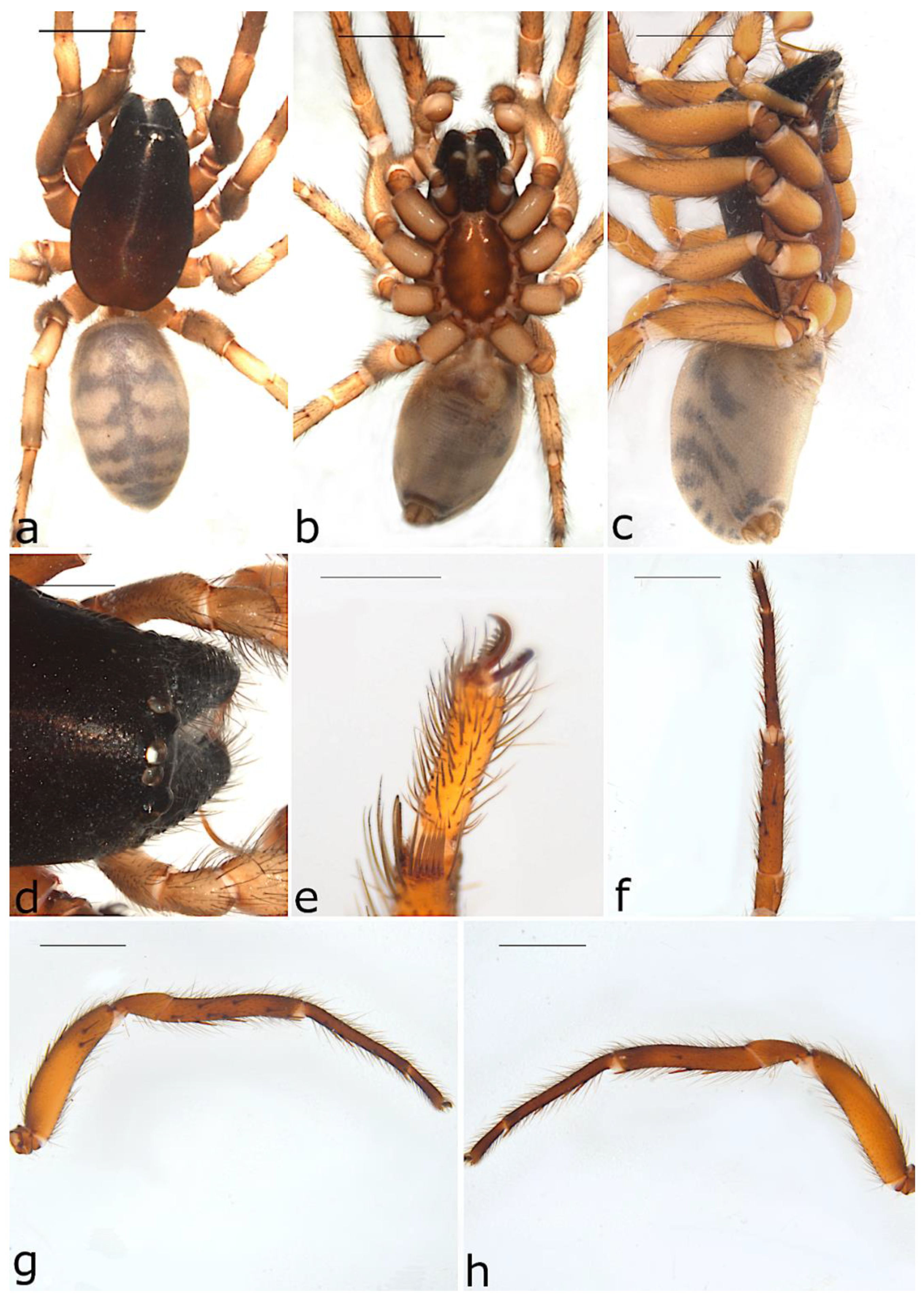 Taxonomy 02 00028 g004