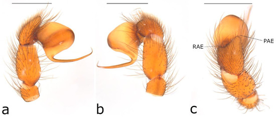 Taxonomy 02 00028 g005