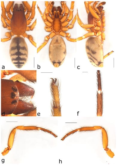 Taxonomy 02 00028 g006