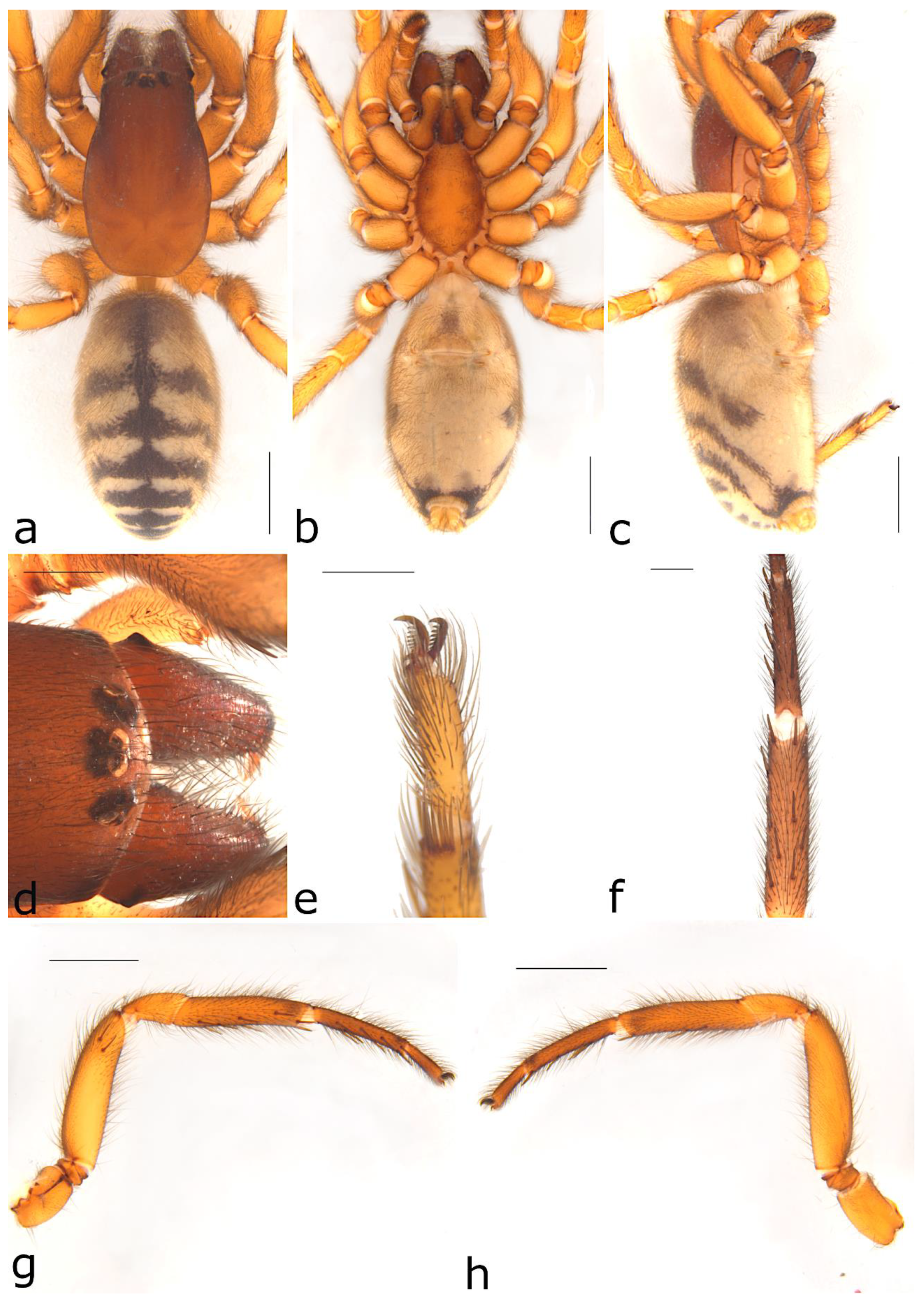 Taxonomy 02 00028 g006