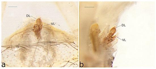 Taxonomy 02 00028 g007