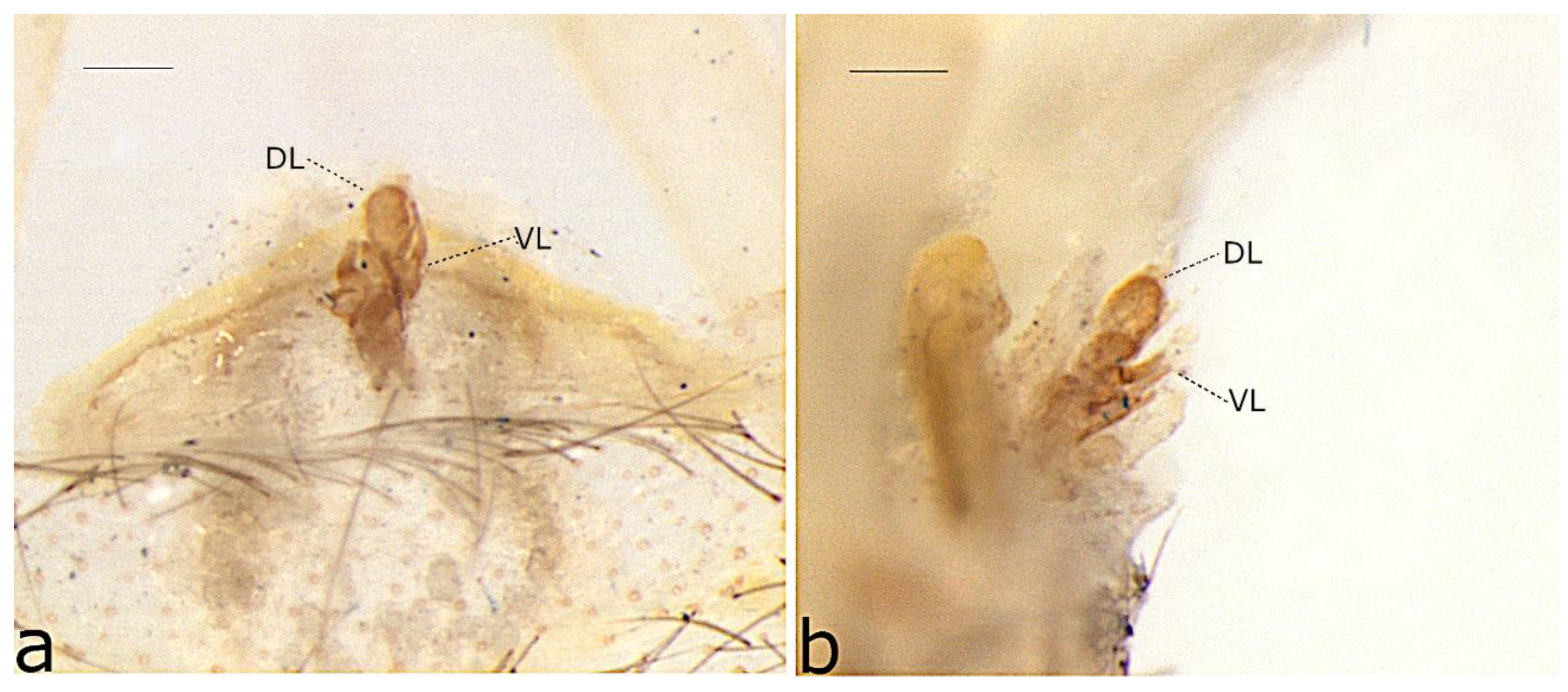Taxonomy 02 00028 g007