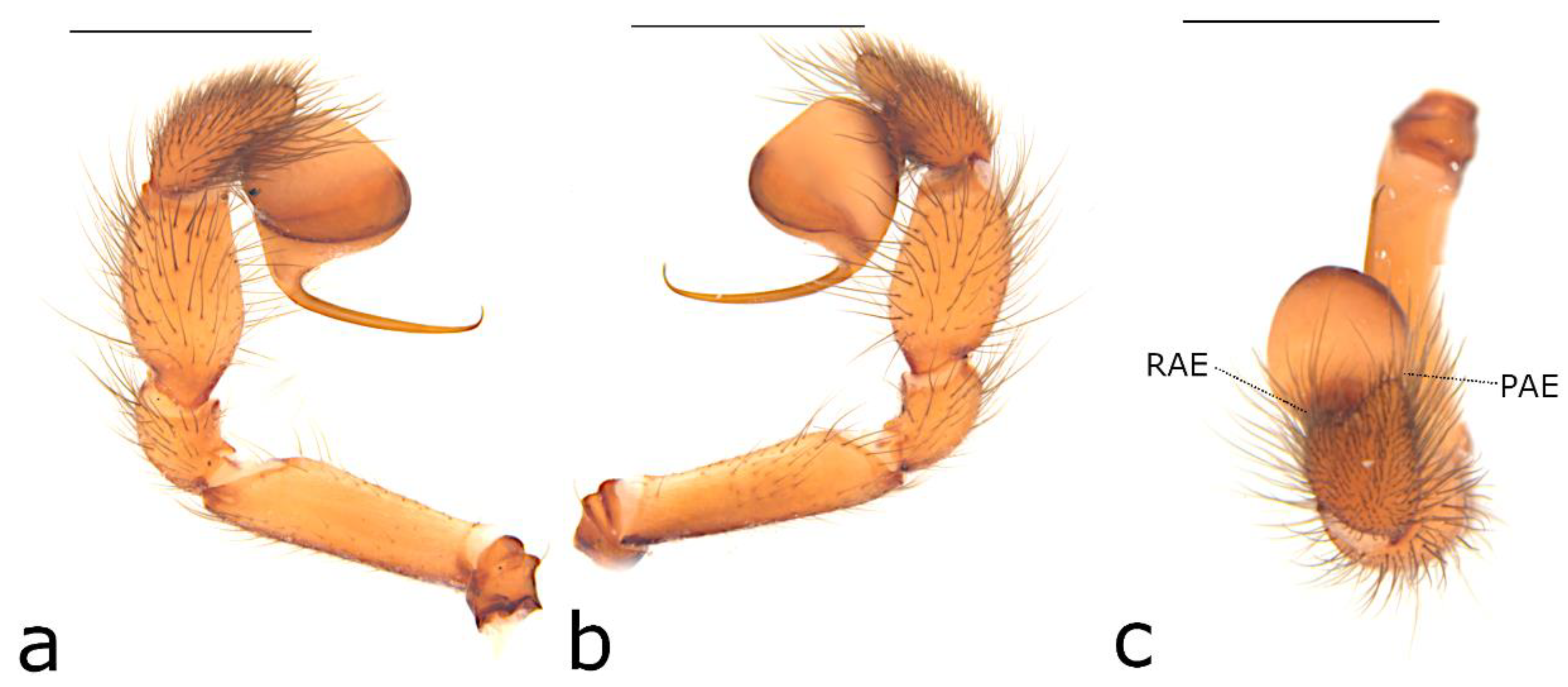 Taxonomy 02 00028 g010