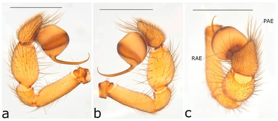 Taxonomy 02 00028 g014
