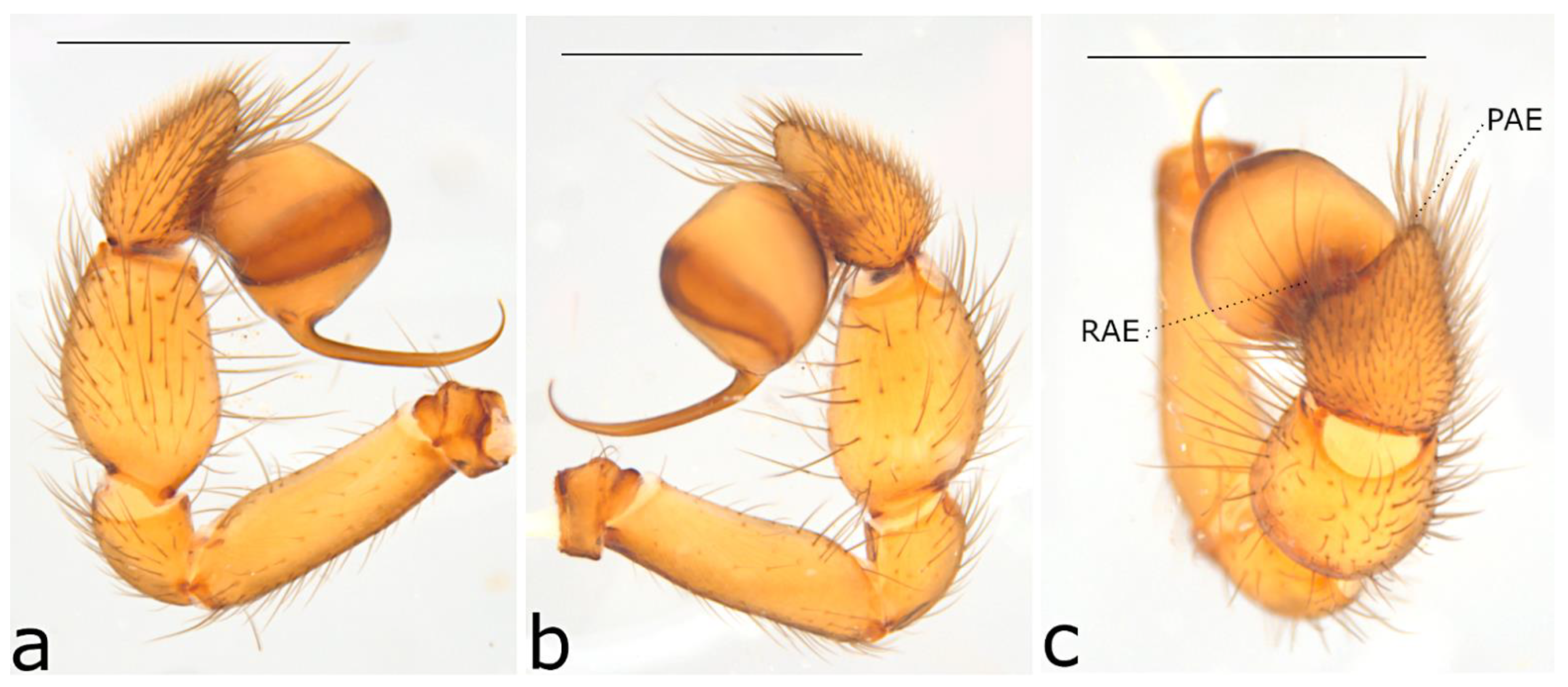 Taxonomy 02 00028 g014