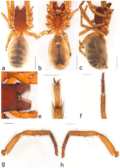 Taxonomy 02 00028 g015