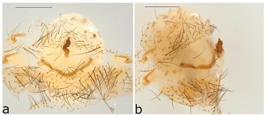 Taxonomy 02 00028 g016
