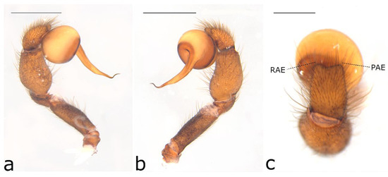 Taxonomy 02 00028 g018