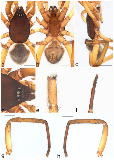 Taxonomy 02 00028 g022
