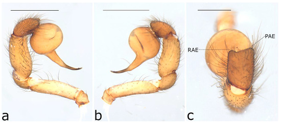 Taxonomy 02 00028 g023